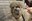 alpaca7.jpg